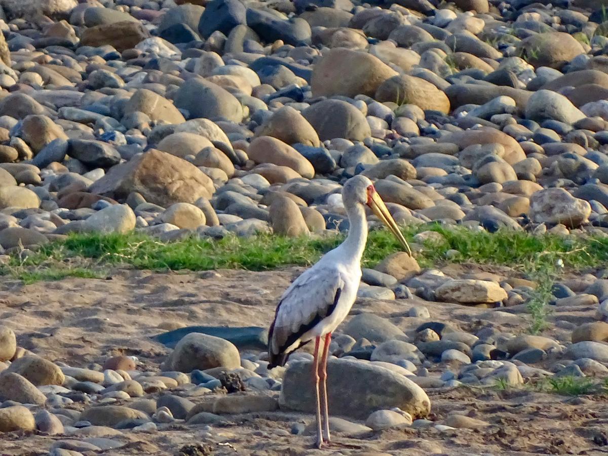 Emhosheni River Lodge بالول جيم ريسيرف المظهر الخارجي الصورة