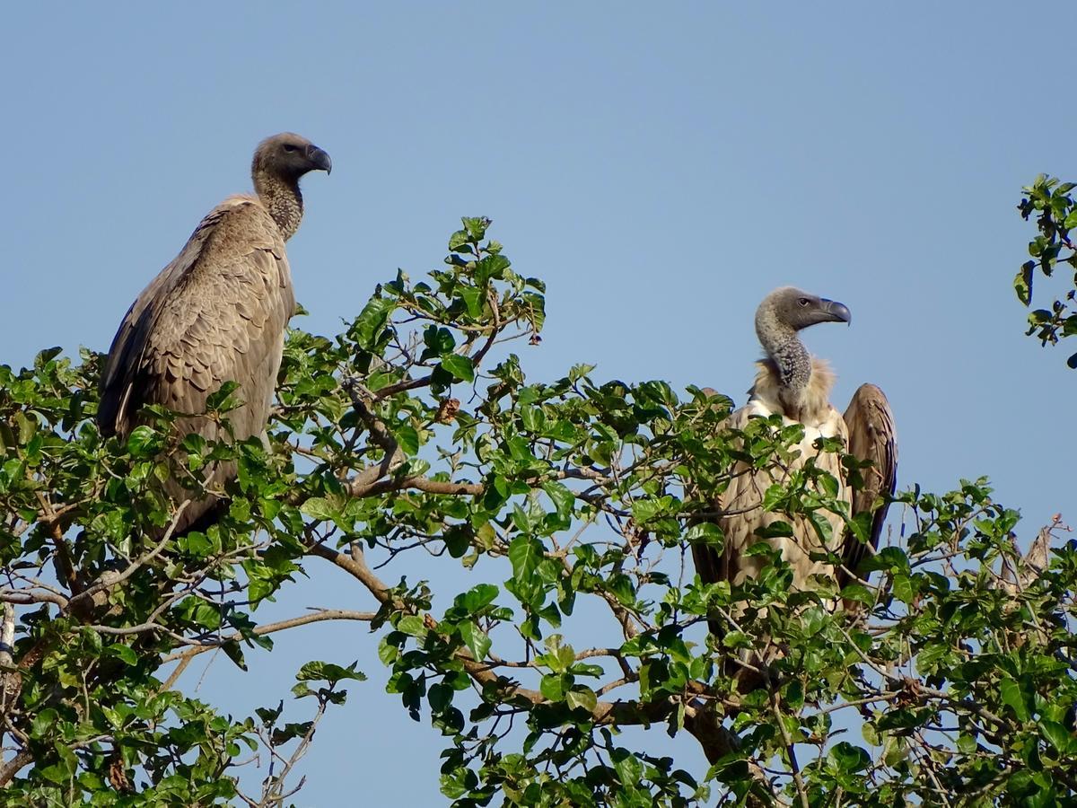 Emhosheni River Lodge بالول جيم ريسيرف المظهر الخارجي الصورة
